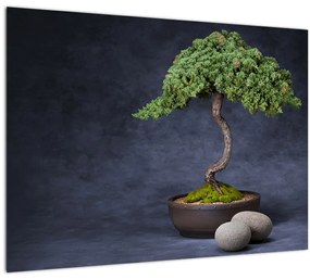 Tablou pe sticlă - Bonsai (70x50 cm)