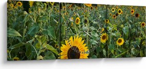 Tablou - Câmpul de floarea-soarelui II. (cu ceas) (90x30 cm)