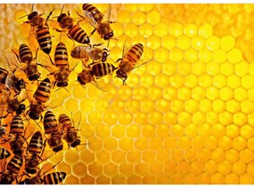 PUZZLE PROVOCARE ALBINE SI FAGURE, 1000 PIESE - RAVENSBURGER (RVSPA17362)
