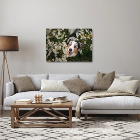 Tablou pe sticlă - Ciobănesc australian (70x50 cm)