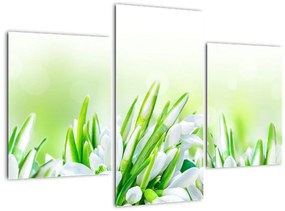 Tablou - Ghiocei (90x60 cm)