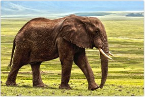 Tablou - Elefantul (90x60 cm)