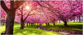 Tablou - Cireși înfloriți, Hurd Park, Dover, New Jersey (120x50 cm)