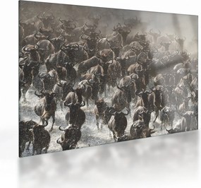 Tablou pe sticlă - Turmă de antilope sălbatice (70x50 cm)