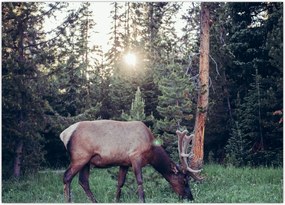 Tablou - Elan în poiană (70x50 cm)