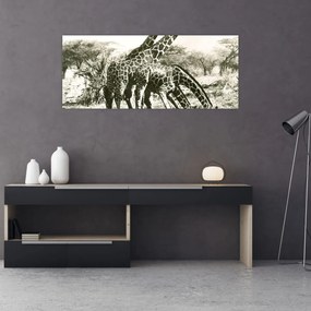 Tablou - Girafe, de epocă (120x50 cm)