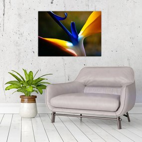 Tablou - Floare exotică (70x50 cm)