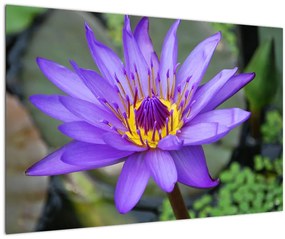 Tablou - Floare violet (90x60 cm)