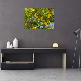 Tablou - Lămâiță (70x50 cm)