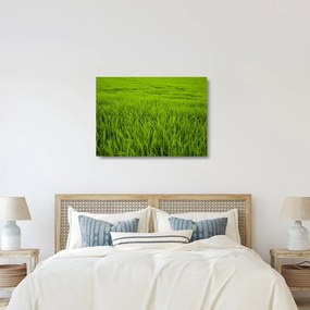 Tablou pe sticlă cu iaraba (70x50 cm)