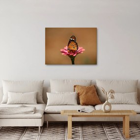Tablou cu fluture pe floare (70x50 cm)