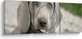 Tablou - cățeluș weimaraner (cu ceas) (90x30 cm)