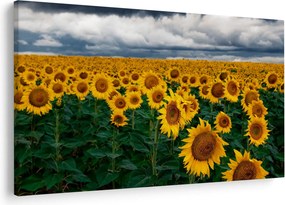 Tablou câmpului de floarea soarelui (90x60 cm)
