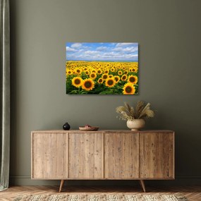 Tablou pe sticlă cu lan de floarea soarelui (70x50 cm)