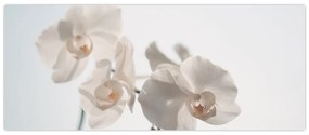 Tablou cu orhidee albă (120x50 cm)