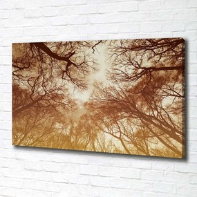Print pe canvas Pădure