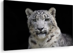Tablou - Snow Leopard (90x60 cm)