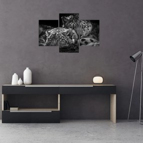 Tablou - Gheparzi care se odihnesc (90x60 cm)