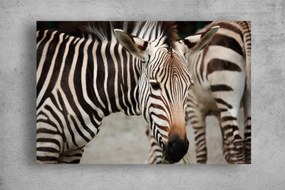 Tablouri Canvas Animale - Zebre