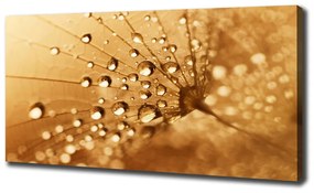 Print pe canvas Păpădie