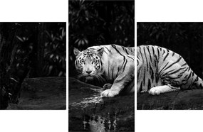 Tablou - Tigru alb, alb-negru (90x60 cm)