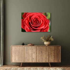 Tablou - Flori de trandafir (90x60 cm)