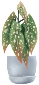 Ilustrație Begonia Maculata, dots. Houseplant in pot., Ilona Myronenko