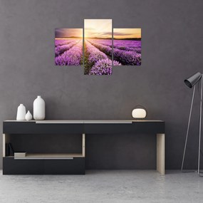 Tablou - Răsărit de soare în câmp de lavandă (90x60 cm)