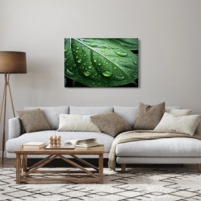 Tablou - Detaliu de frunze după ploaie (90x60 cm)