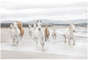 Fototapet cai - Libertatea animalelor