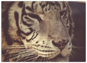 Tablou cu tigrul (70x50 cm)