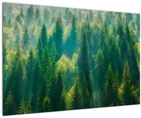 Tablou - Pădurea de brazi (90x60 cm)