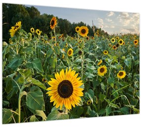 Tablou pe sticlă - Câmpul de floarea-soarelui II. (70x50 cm)