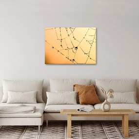 Tablou cu pânză de pâianjen cu rouă (70x50 cm)