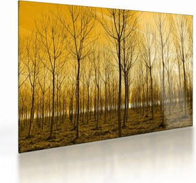 Tablou pe sticlă - Palntație cu pomi (70x50 cm)