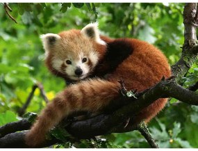 PUZZLE PANDA ROSU, 500 PIESE - RAVENSBURGER (RVSPA17381)