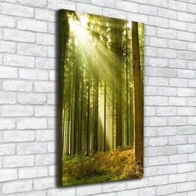 Print pe pânză Soare în pădure