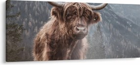 Tablou - Vaca Highlander (120x50 cm)