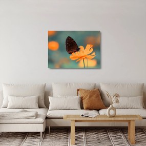 Tablou pe sticlă - fluture pe o floare portocalie (70x50 cm)