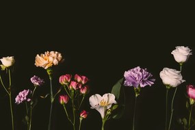 Fototapet autoadeziv flori elegante pe un fundal întunecat