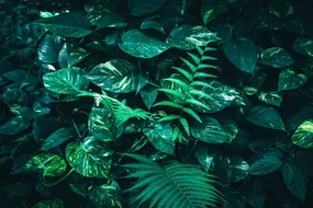 Fototapet frunze tropicale proaspete