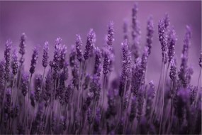 Tablou - Lavanda (90x60 cm)