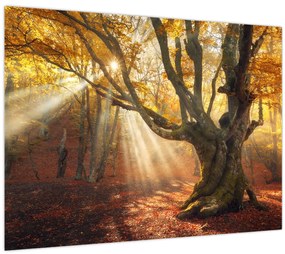 Tablou - Lumina de toamnă (70x50 cm)
