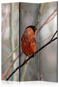 Paravan - Bullfinch in the forest [Room Dividers]
