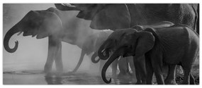 Tablou cu elefanți - albnegru (120x50 cm)