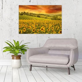 Tablou - Câmp de floarea-soarelui (90x60 cm)