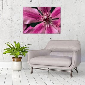 Tablou pe sticlă cu floarea roz de clematis (70x50 cm)