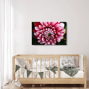 Tablou cu dalie roz (90x60 cm)