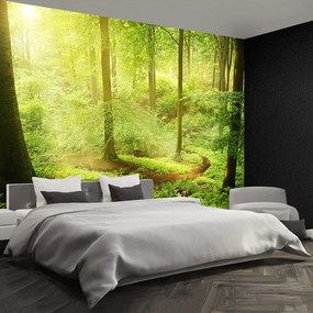 Fototapet Misty Forest