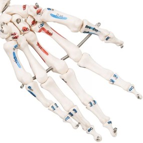 JAGO Anatomia umană Schelet cu detalii de musculari, 181 cm